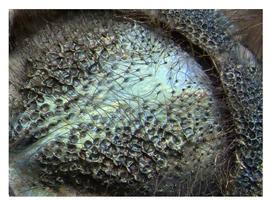   Sirex nitidus  mesoscutum; photo by H. Goulet, CNC 
